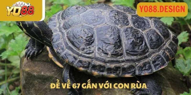 Đề về 67 gắn với con rùa
